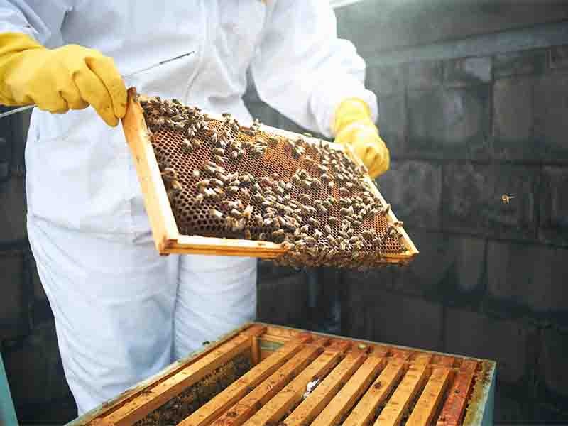 Beekeeper holding frame with bees and harvesting honey